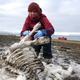 NPI researcher Åshild Ønvik Pedersen investigating reindeer remains.